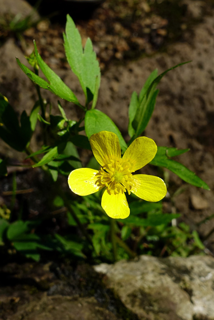 Ranunculus hispidus