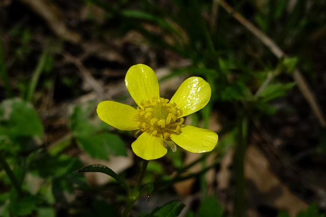 Ranunculus hispidus