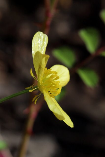 Ranunculus hispidus