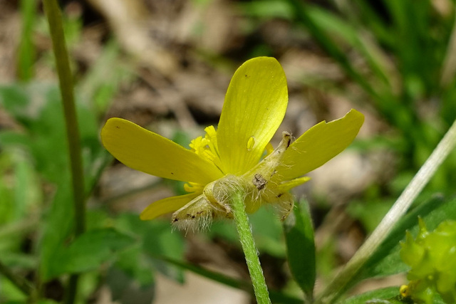 Ranunculus hispidus