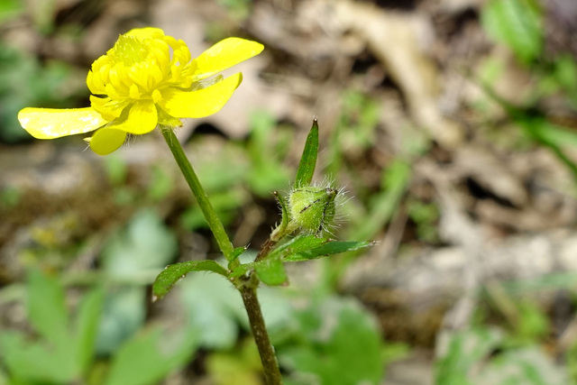 Ranunculus hispidus