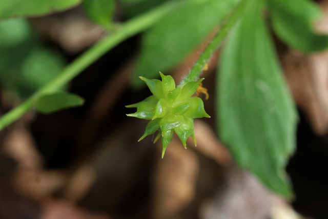 Ranunculus hispidus - fruit