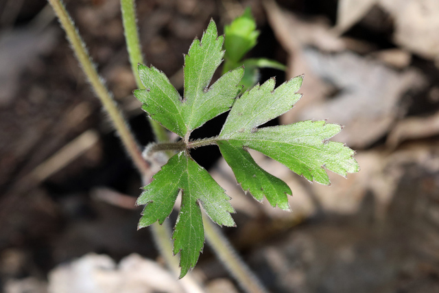 Ranunculus hispidus - leaves