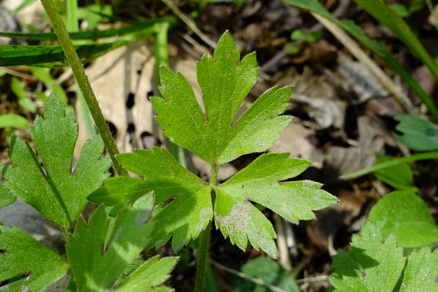 Ranunculus hispidus - leaves