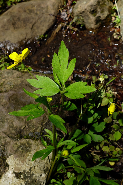 Ranunculus hispidus - leaves