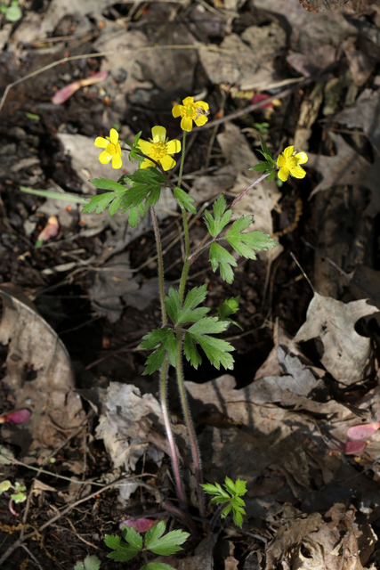 Ranunculus hispidus - plant