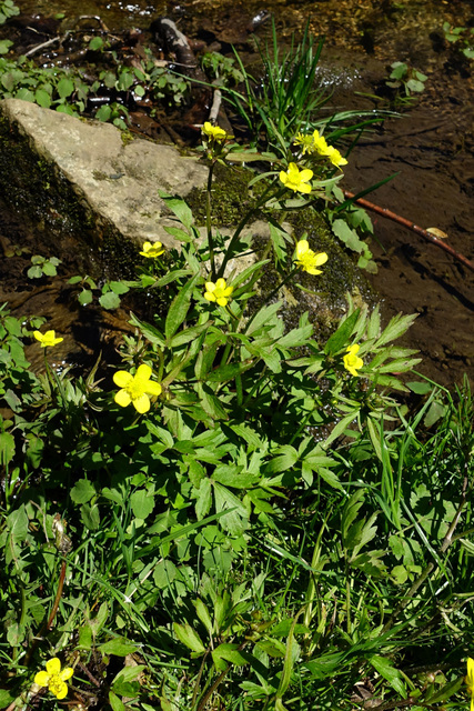 Ranunculus hispidus - plant