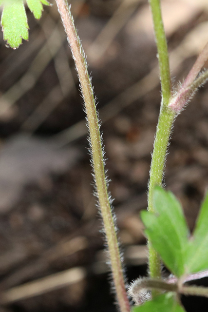 Ranunculus hispidus - stem