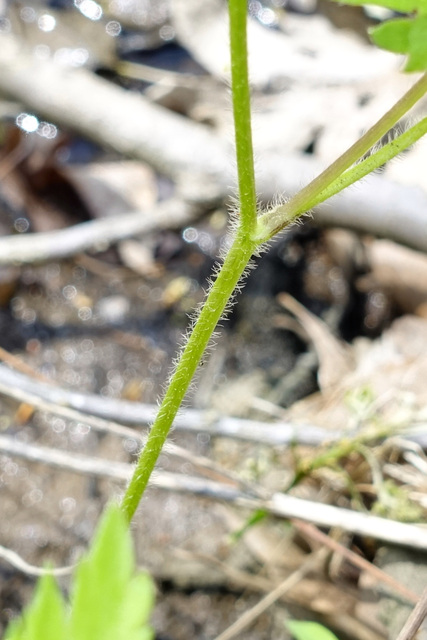 Ranunculus hispidus - stem