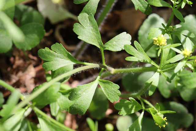 Ranunculus micranthus - leaves