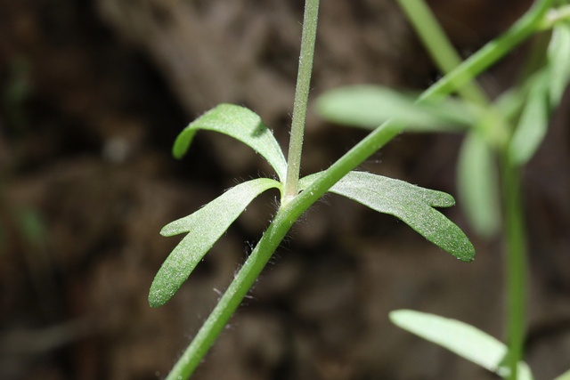 Ranunculus micranthus - leaves