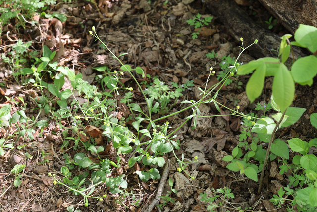Ranunculus micranthus - plant