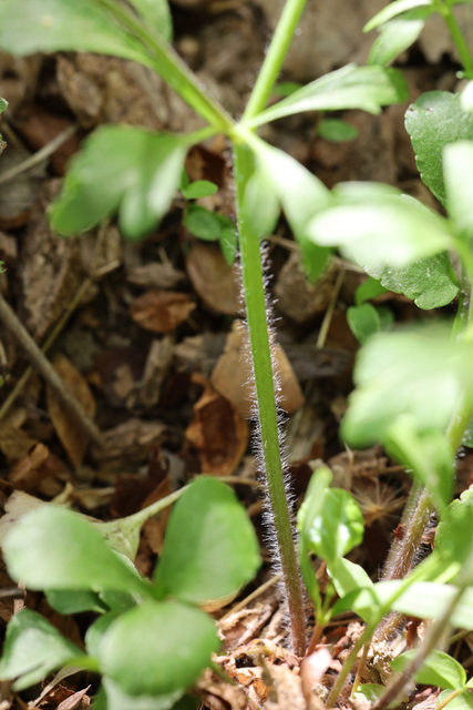 Ranunculus micranthus - stem
