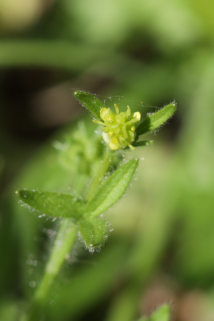 Ranunculus parviflorus