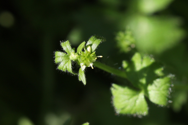 Ranunculus parviflorus