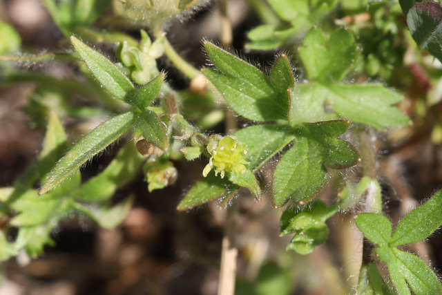 Ranunculus parviflorus