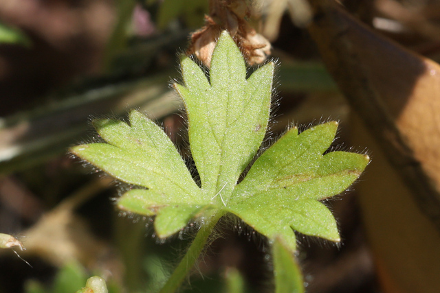 Ranunculus parviflorus - leaves