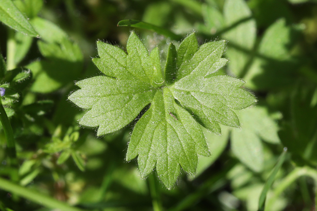 Ranunculus parviflorus - leaves