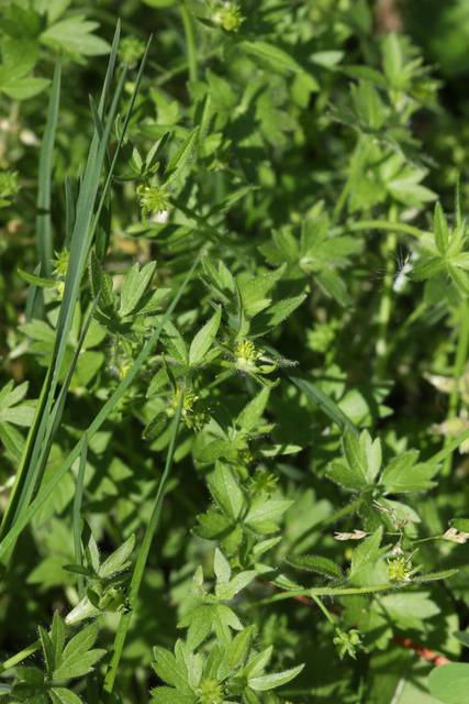 Ranunculus parviflorus - plants