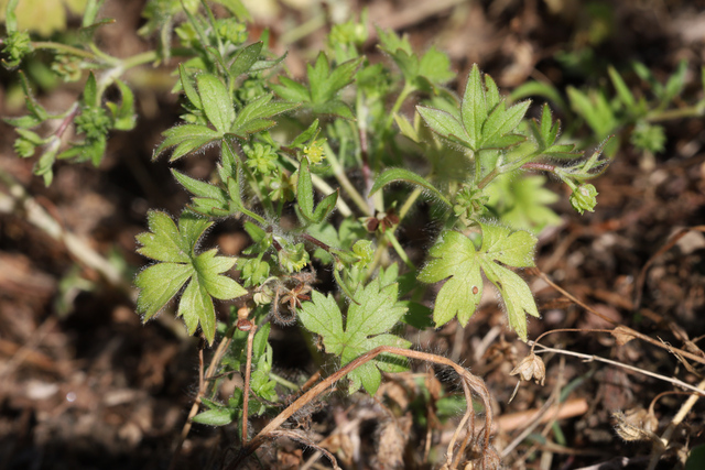 Ranunculus parviflorus - plants