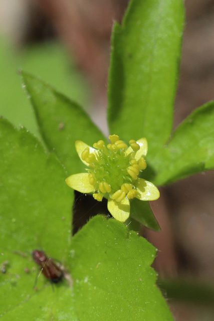 Ranunculus recurvatus