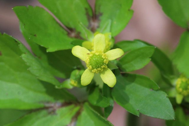 Ranunculus recurvatus