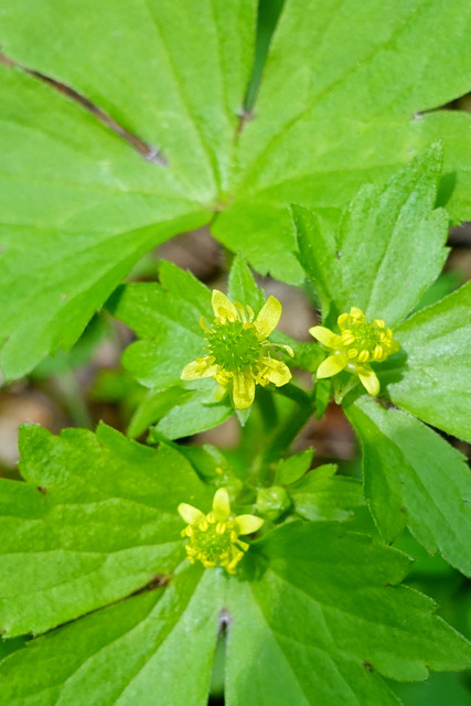 Ranunculus recurvatus