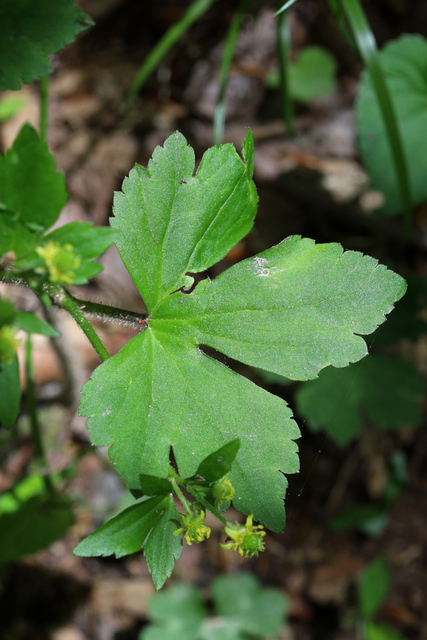 Ranunculus recurvatus - leaves