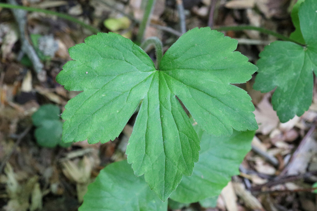 Ranunculus recurvatus - leaves