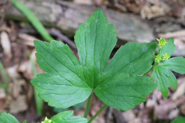 Ranunculus recurvatus - leaves