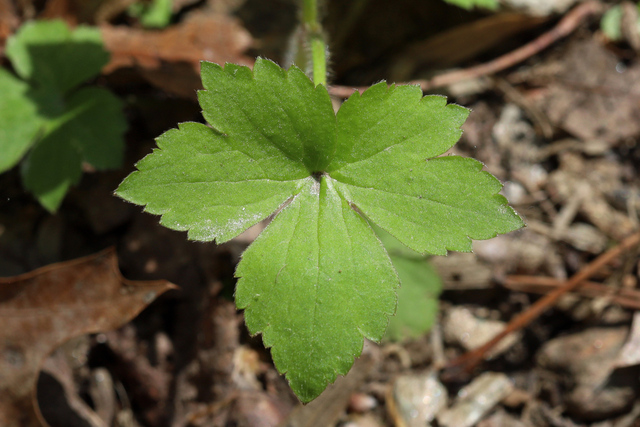 Ranunculus recurvatus - leaves