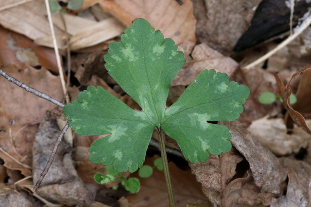 Ranunculus recurvatus - leaves