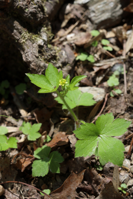 Ranunculus recurvatus - plant