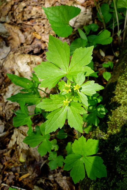 Ranunculus recurvatus - plant