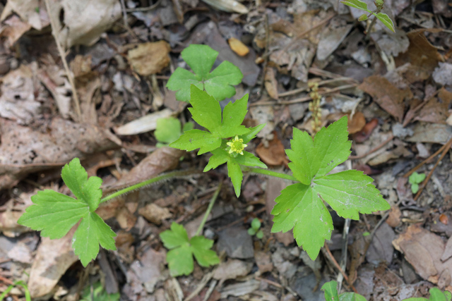 Ranunculus recurvatus - plant