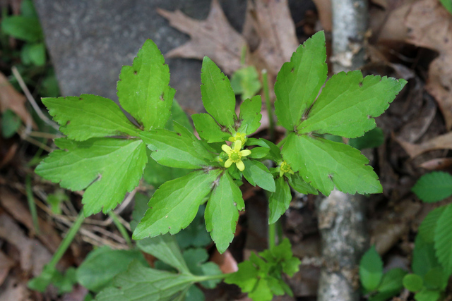 Ranunculus recurvatus - plant