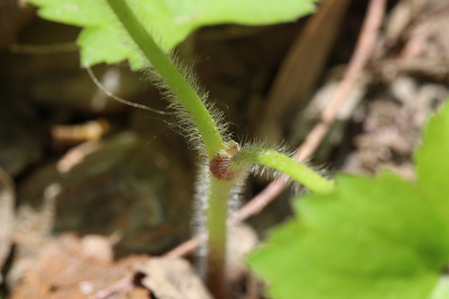 Ranunculus recurvatus - stem