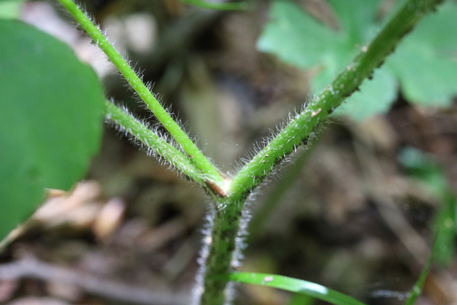 Ranunculus recurvatus - stem