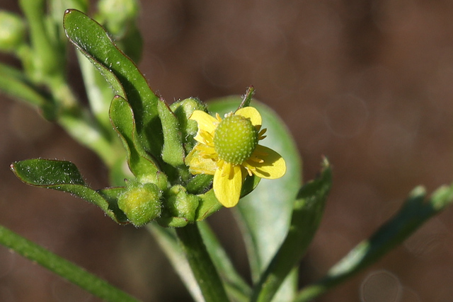 Ranunculus sceleratus