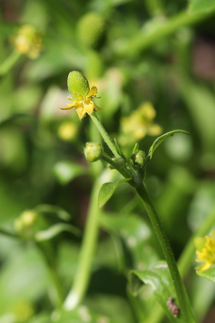 Ranunculus sceleratus