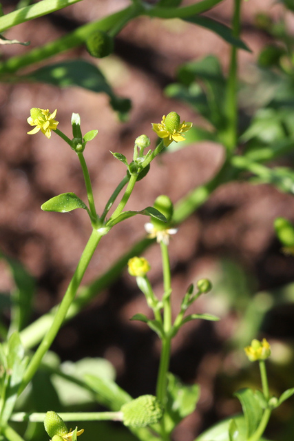 Ranunculus sceleratus