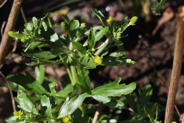 Ranunculus sceleratus