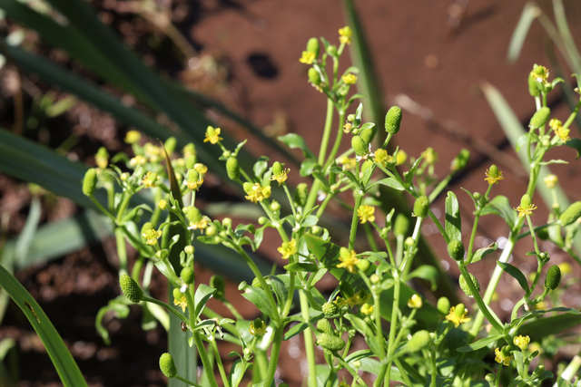 Ranunculus sceleratus