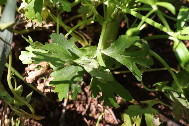 Ranunculus sceleratus - leaves