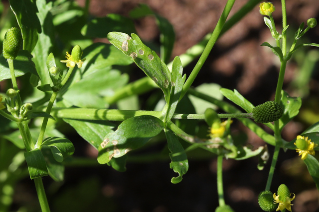 Ranunculus sceleratus - leaves