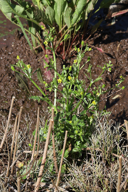 Ranunculus sceleratus - plant