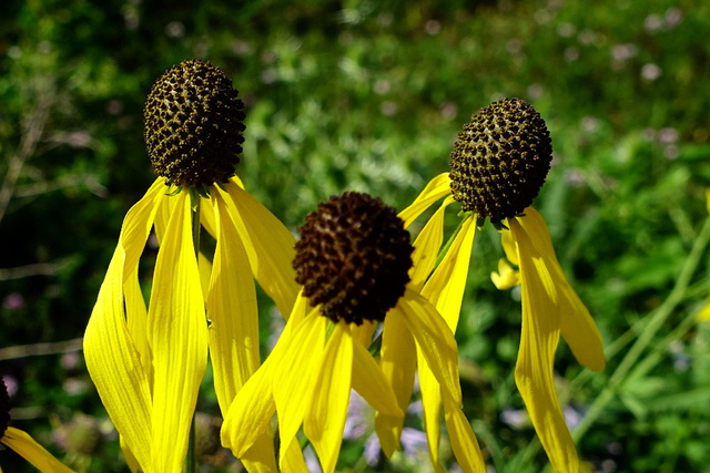 Ratibida pinnata