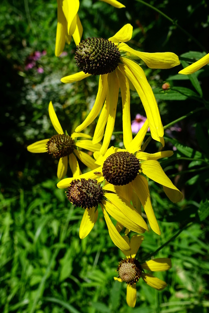 Ratibida pinnata