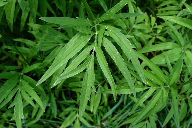 Ratibida pinnata - leaves