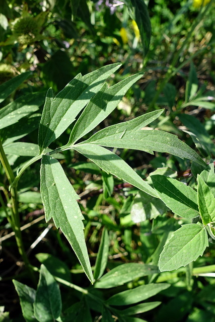 Ratibida pinnata - leaves